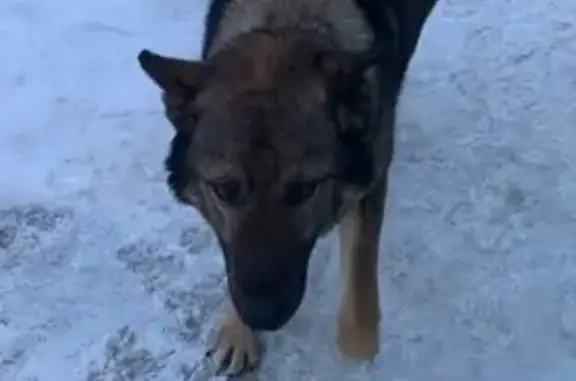 Пропала собака: Коммунаров, 117, Лысьва