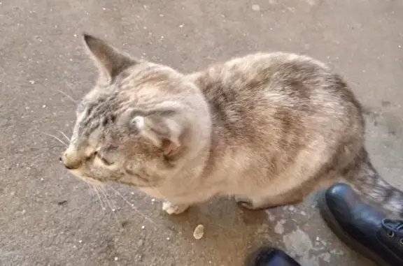 Найдена ласковая кошка, Россошанская