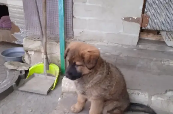 Найден щенок, ул. Молчанова, Разумное