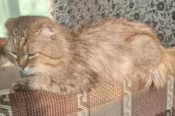 Кошка найдена в Ижевске, Минская 119