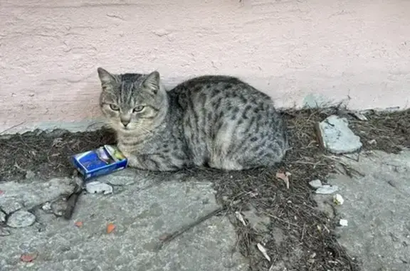 Найдена кошка на Чапаева, Владимир