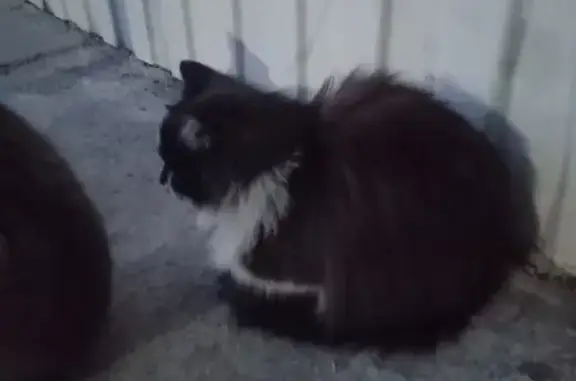 Пропала кошка: Ключевская, 76А