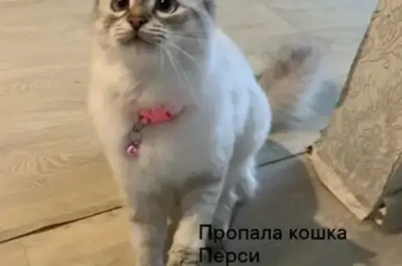 Пропала кошка: 5-я Коляновская, 66
