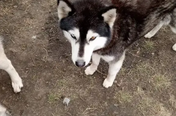Найдена собака, Зелёная ул., Комсомольский