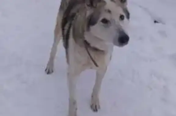 Пропала собака в Палехе, Иваново