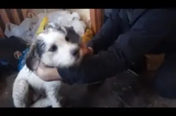 Найдена собака на Курской, Тула