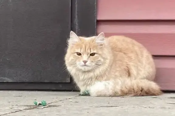 Найдена рыжая кошка, ул. Горького, 57