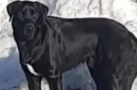 Найдена собака в Алферьево