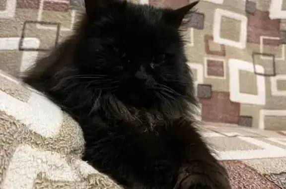 Найден черный кот: Московский мкрн, Брянск