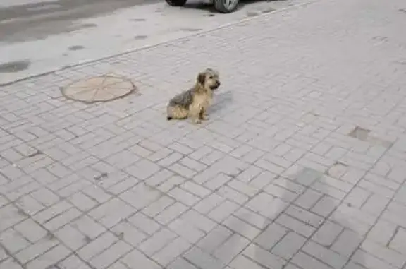 Найдена собака на ул. Гагарина, 62