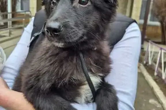 Найдена собака, ул. Гагарина, Волгодонск