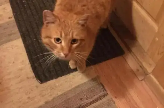 Найдена кошка, Чисмена, фото: Найден рыжий кот, Первомайская ул.