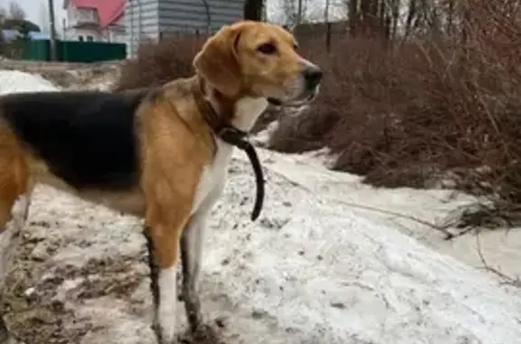 Найдена собака: Володарского, 4, Левашово