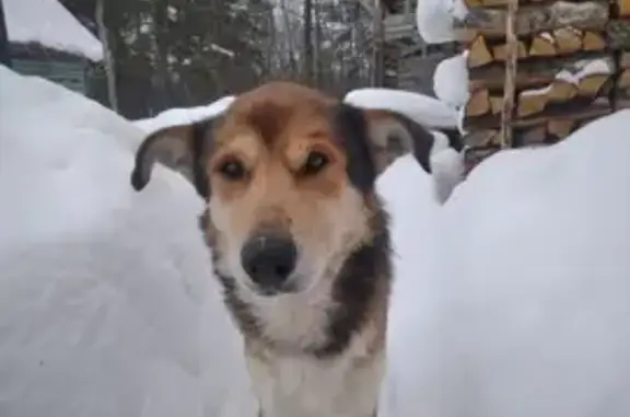 Найдена собака, муниципальный округ Шатура, фото: Найдена собака, Московская обл.