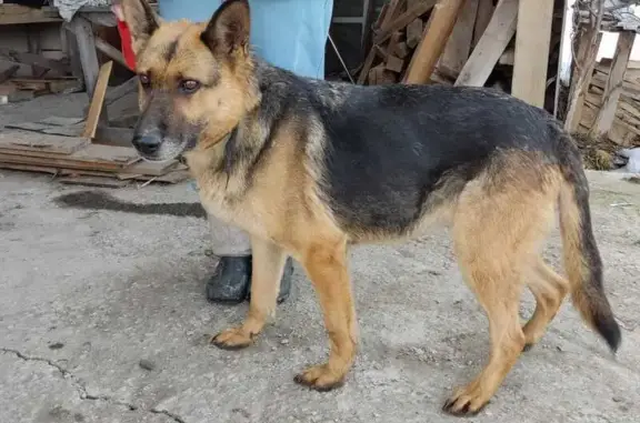 Найдена собака-овчарка в Косякино
