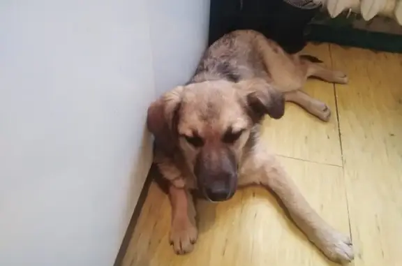 Найден щенок на ул. Осипова, 1, Саратов