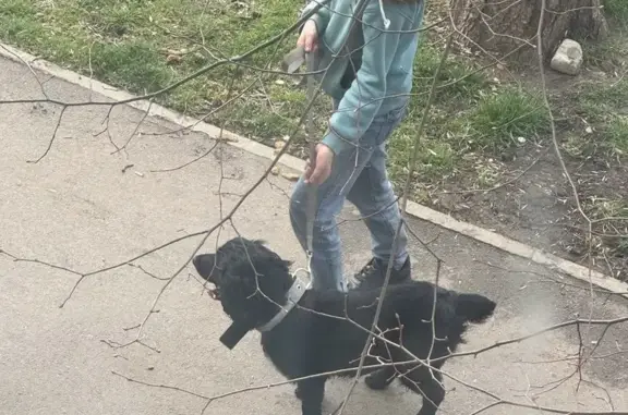 Найдена собака на Калининградской, 28
