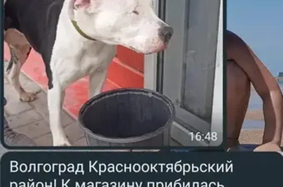 Найдена собака: Еременко, 70А, Волгоград