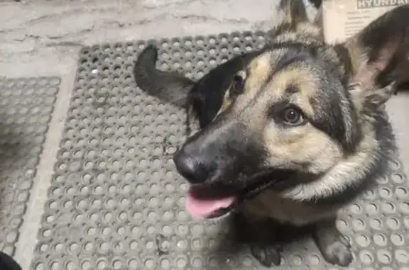 Найдена собака: Комсомольская ул., 42