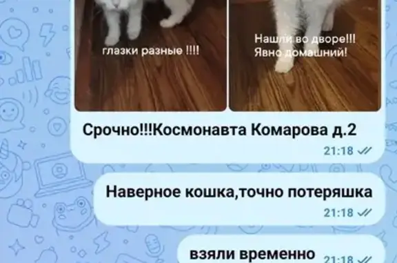 Найдена кошка: Комарова, 1А, Воронеж