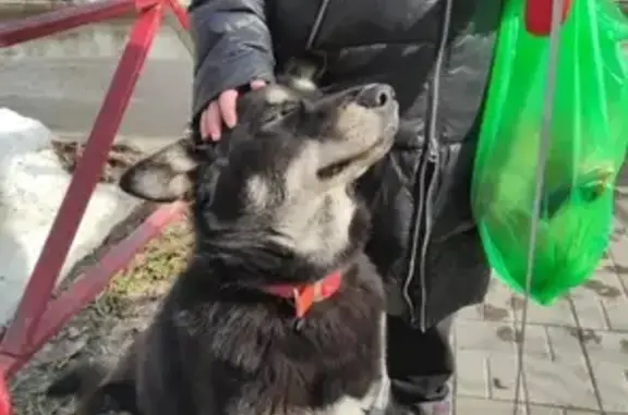 Найдена собака на Гарифьянова, Казань