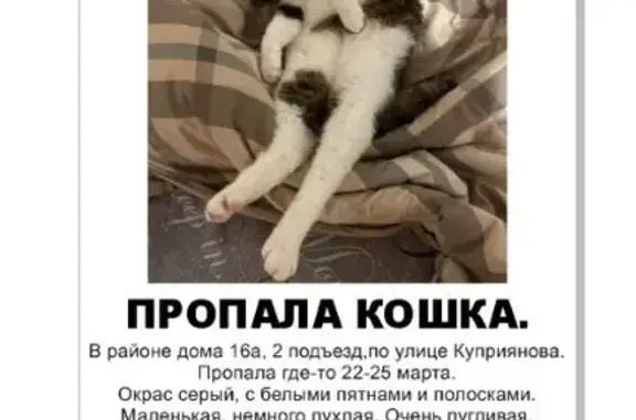 Пропала кошка: ул. Куприянова, 16А