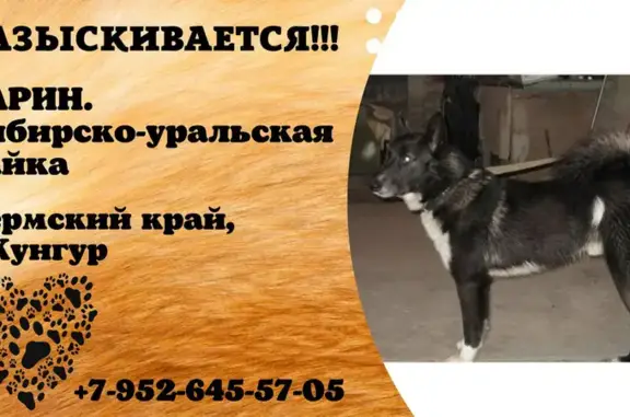 Пропала собака: Плехановский, 3км, Кунгур
