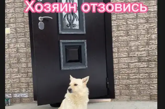 Найдена собака с щенками, Казань, Щапова, 27