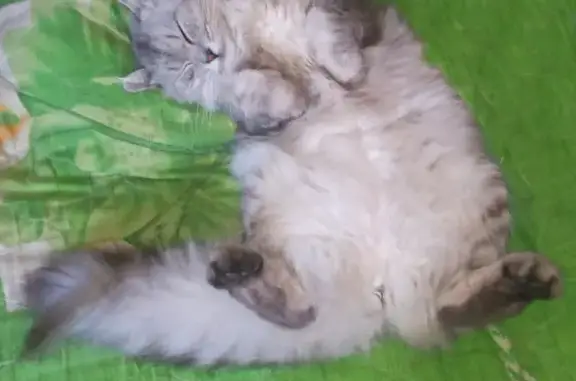 Пропала сибирская кошка: Пирогова, 62