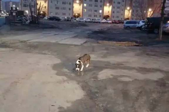Найдена собака в ЖК Лазурный, Воронеж