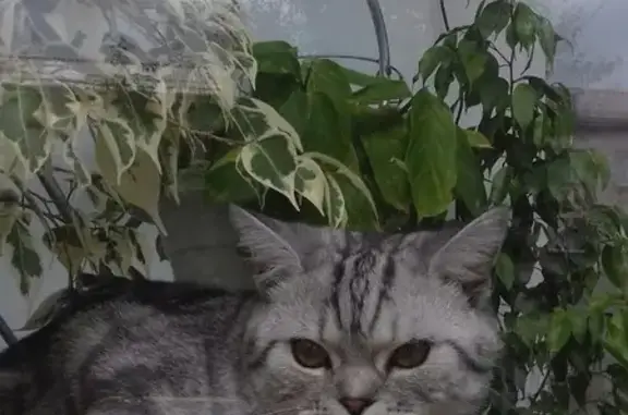 Пропал кот: Комм. просп., 55, Горно-Алтайск