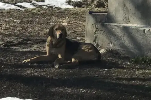 Найден пёс: Стебаевский сельсовет