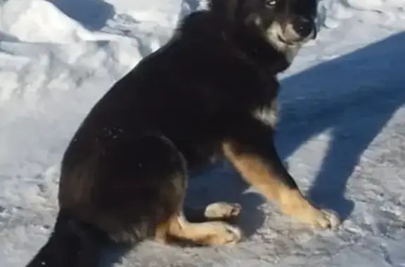 Найден пёс: Стрельнинское ш., Ропша