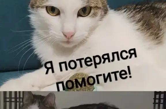 Кошки потеряшки, Сычёво, фото: Потеряшка кот Чип: Сычёво, ул. Нерудная, д.4