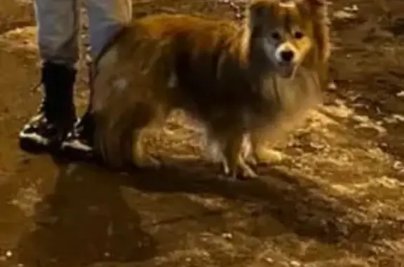 Найдена собака: ул. Карла Маркса