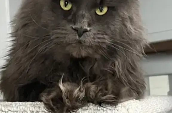 Кошки потеряшки, Степаново, фото: Потеряшка кошка, Стёпаново, 76