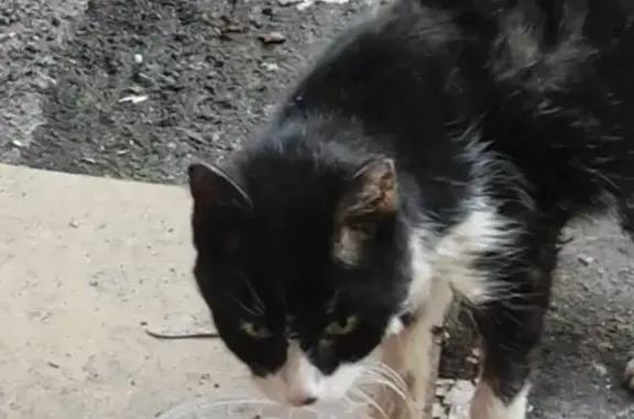 Найдена кошка: Фортунатовская, 17