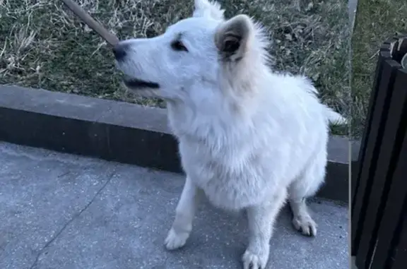Найдена собака: Калининградский пр., Светлогорск