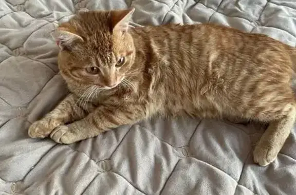 Найдена кошка: Комсомольская, Казань