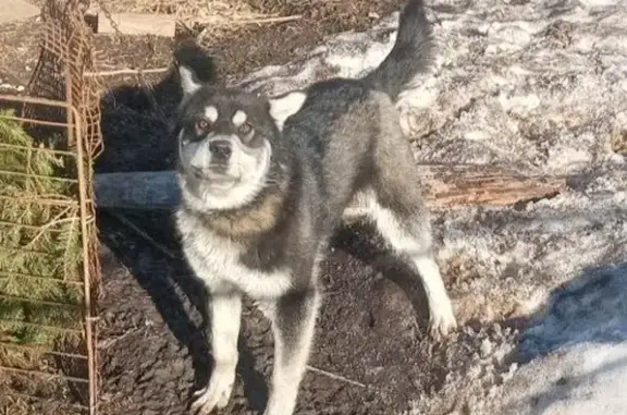 Найдена собака в Хохлово, 89533130960