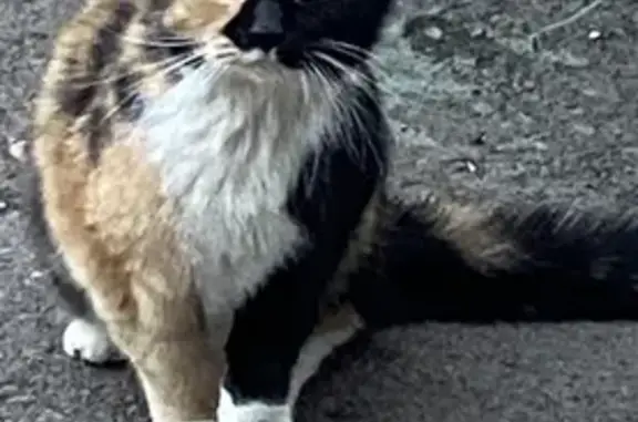 Найдена кошка на ул. ЛОЖД, Москва