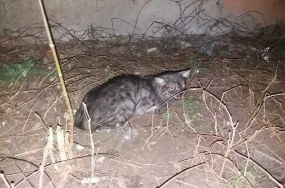 Найдена кошка: Хользунова, 31, Воронеж