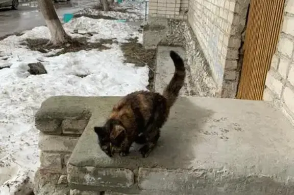 Котенок ищет дом: Рокицанская, 19