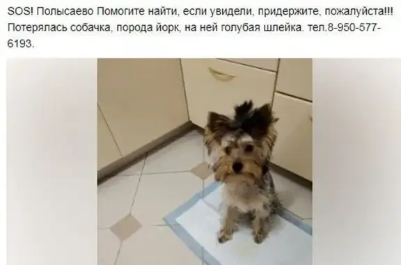Пропала собака: Кремлёвская, 3