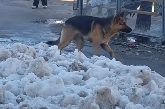Найдена собака у ДК Салют, Чебоксары