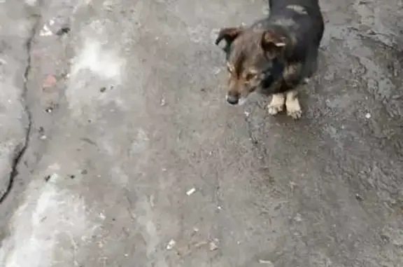Собака найдена: школа №39, Саранск