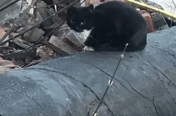 Найдена кошка: Борисовская ул., 11