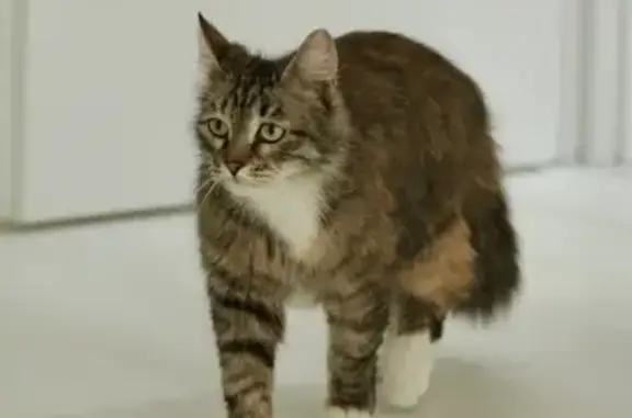 Найдена кошка: Родионовская, 11