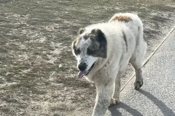 Найдена собака на Самарской, Волгоград