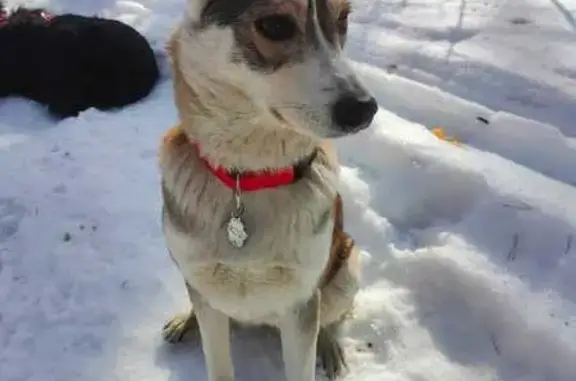 Найдена собака Пуша в Ступино